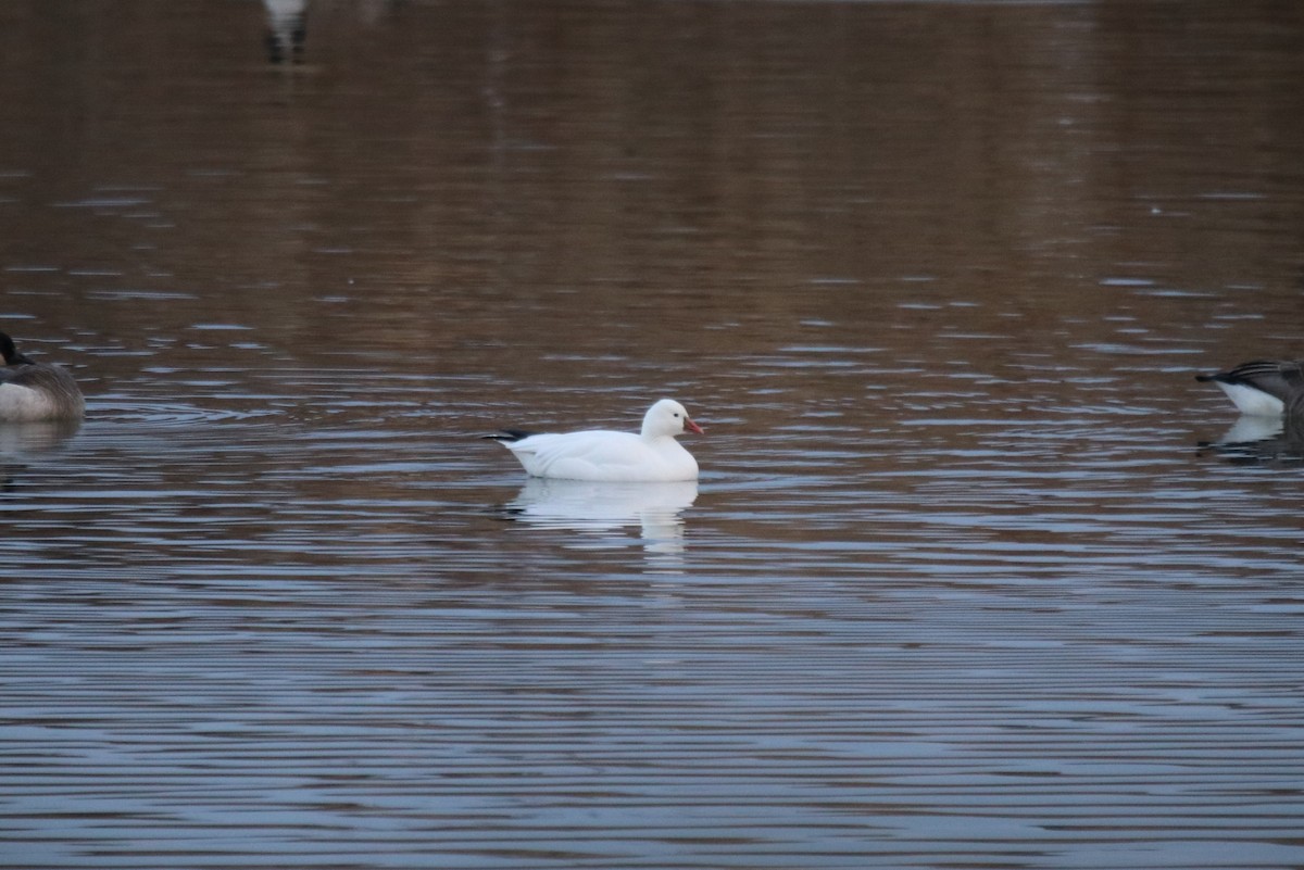 Ross's Goose - ML612460406