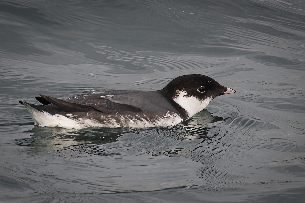 Ancient Murrelet - Evan Rasmussen