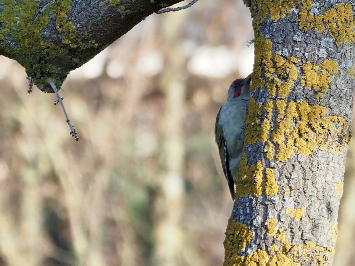Iberian Green Woodpecker - ML612460432