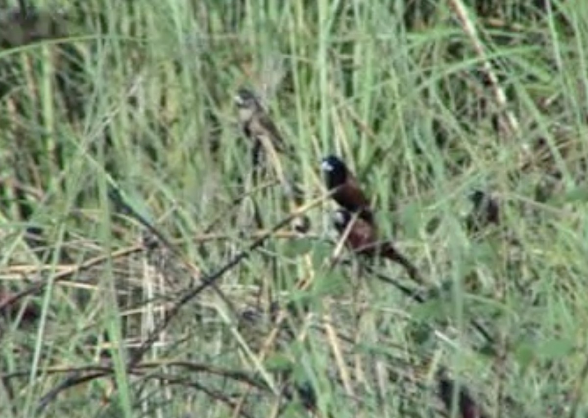 Chestnut Munia - ML612460463