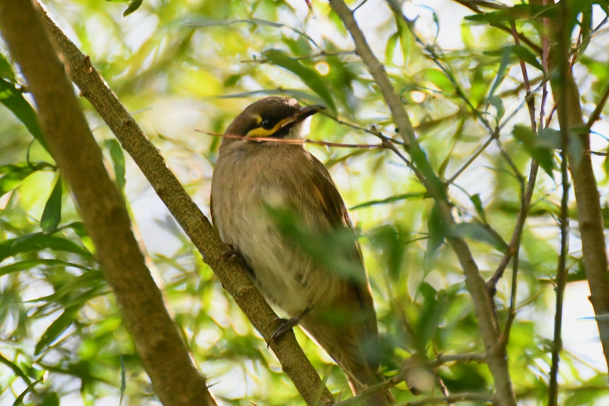 Yellow-faced Honeyeater - ML612460507