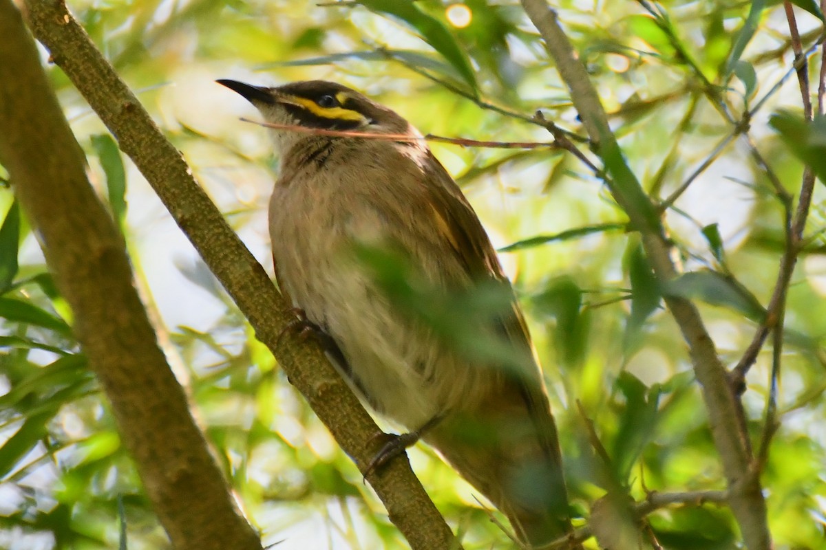 Yellow-faced Honeyeater - ML612460512