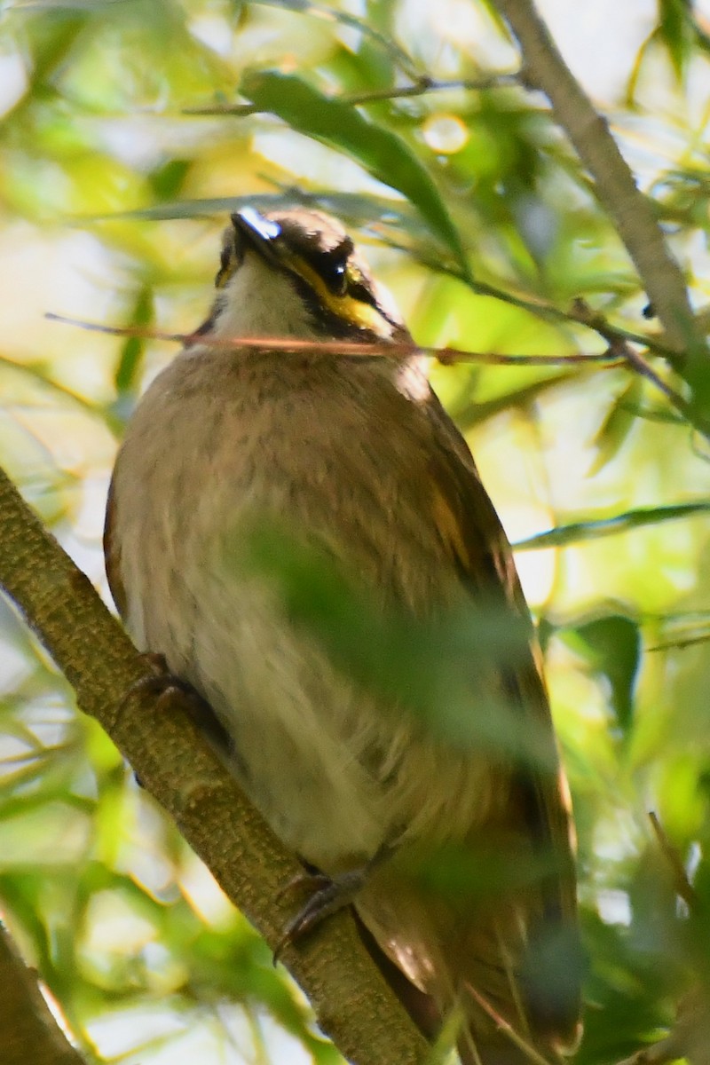 Yellow-faced Honeyeater - ML612460516