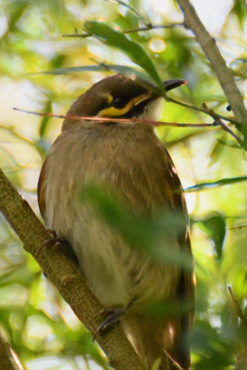 Yellow-faced Honeyeater - ML612460518