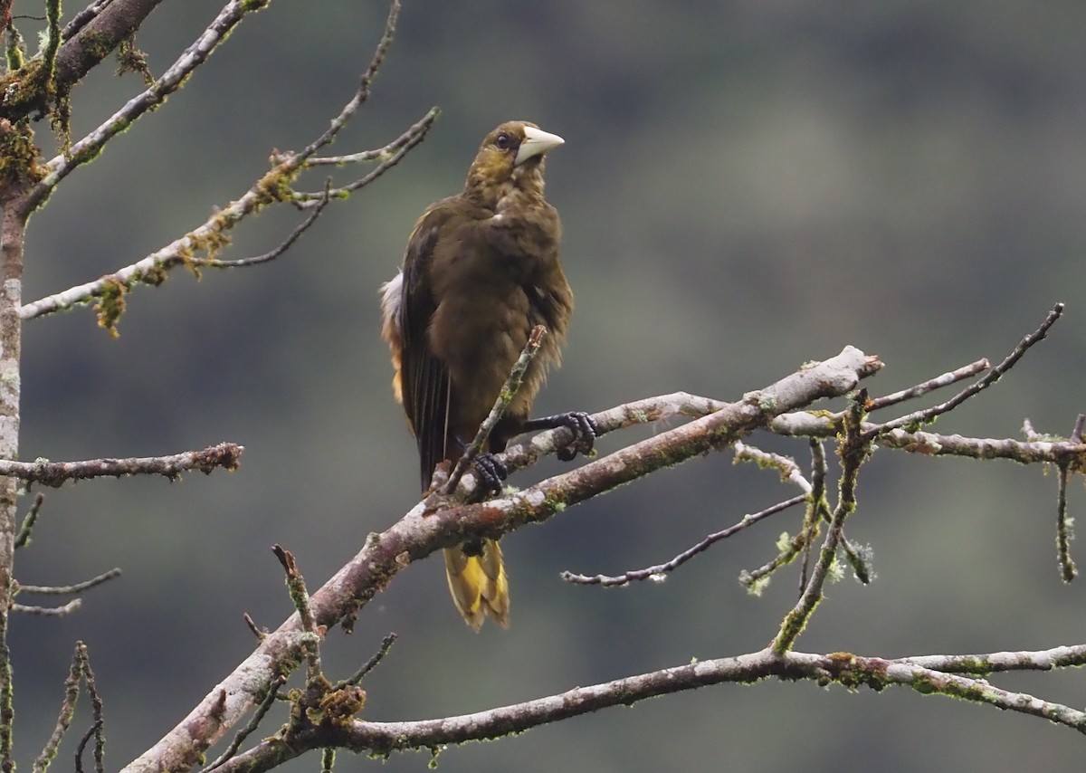 Dusky-green Oropendola - ML612460758