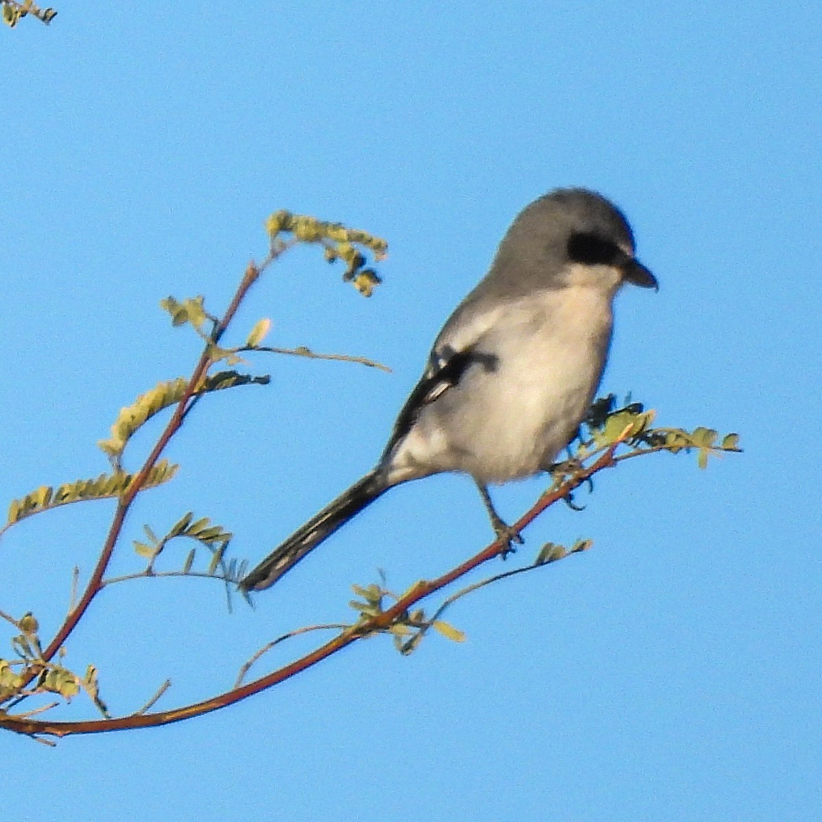 Loggerhead Shrike - ML612460783