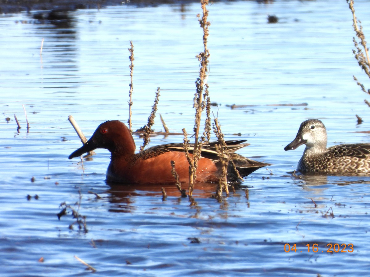 Cinnamon Teal - ML612460816