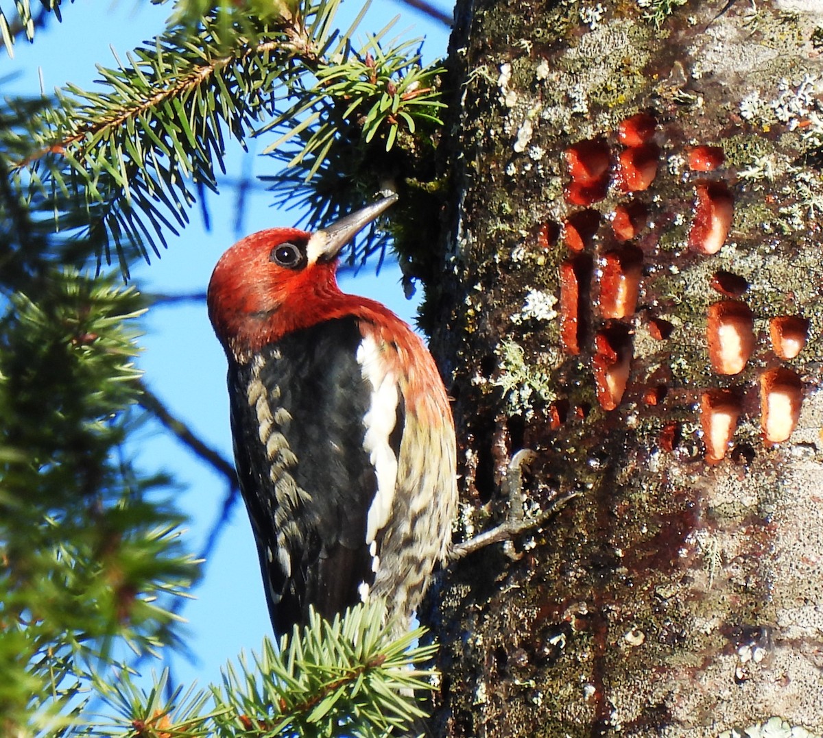Red-breasted Sapsucker - ML612460818