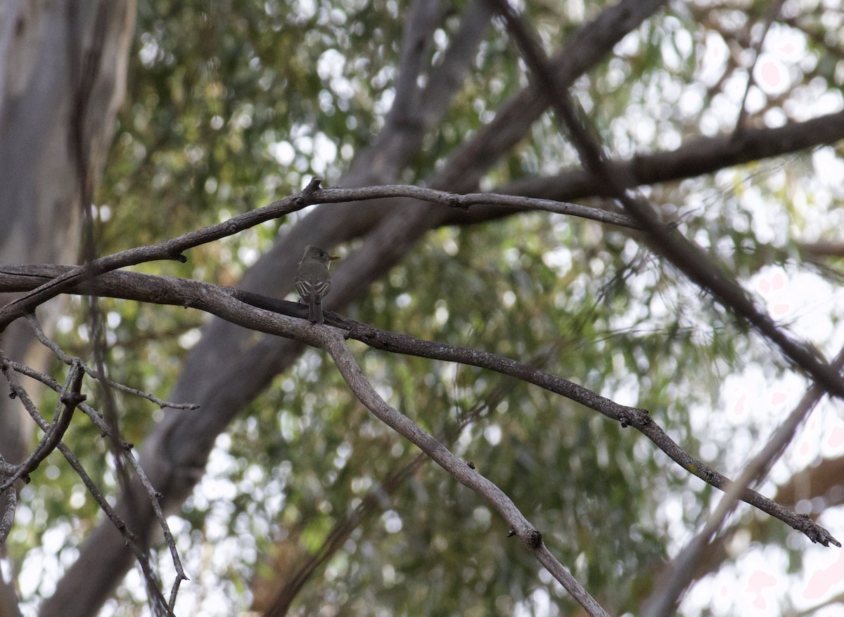 Greater Pewee - ML612460824