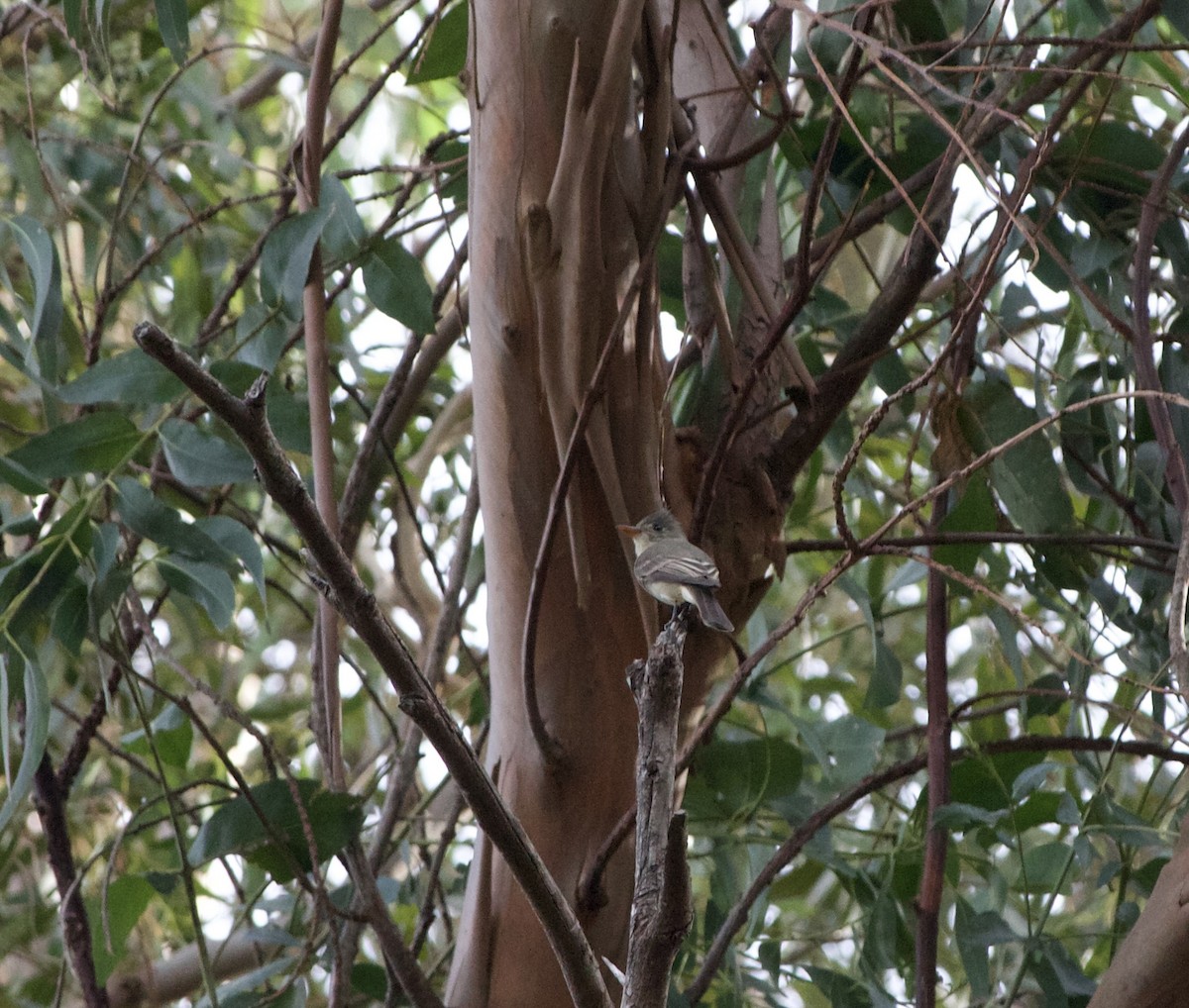 Greater Pewee - ML612460825