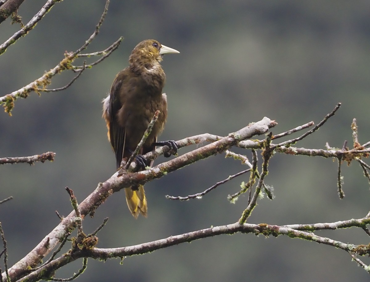 Dusky-green Oropendola - ML612460892