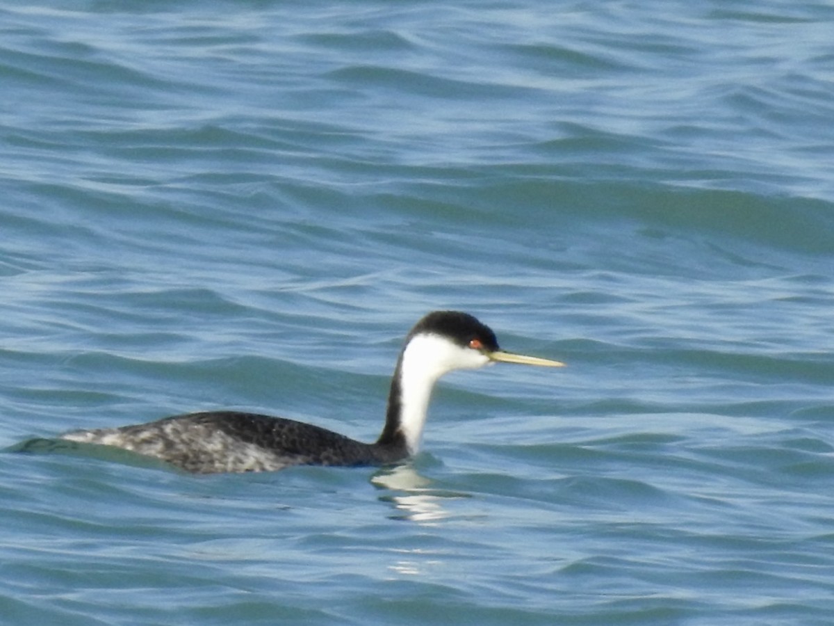 Western Grebe - ML612460953