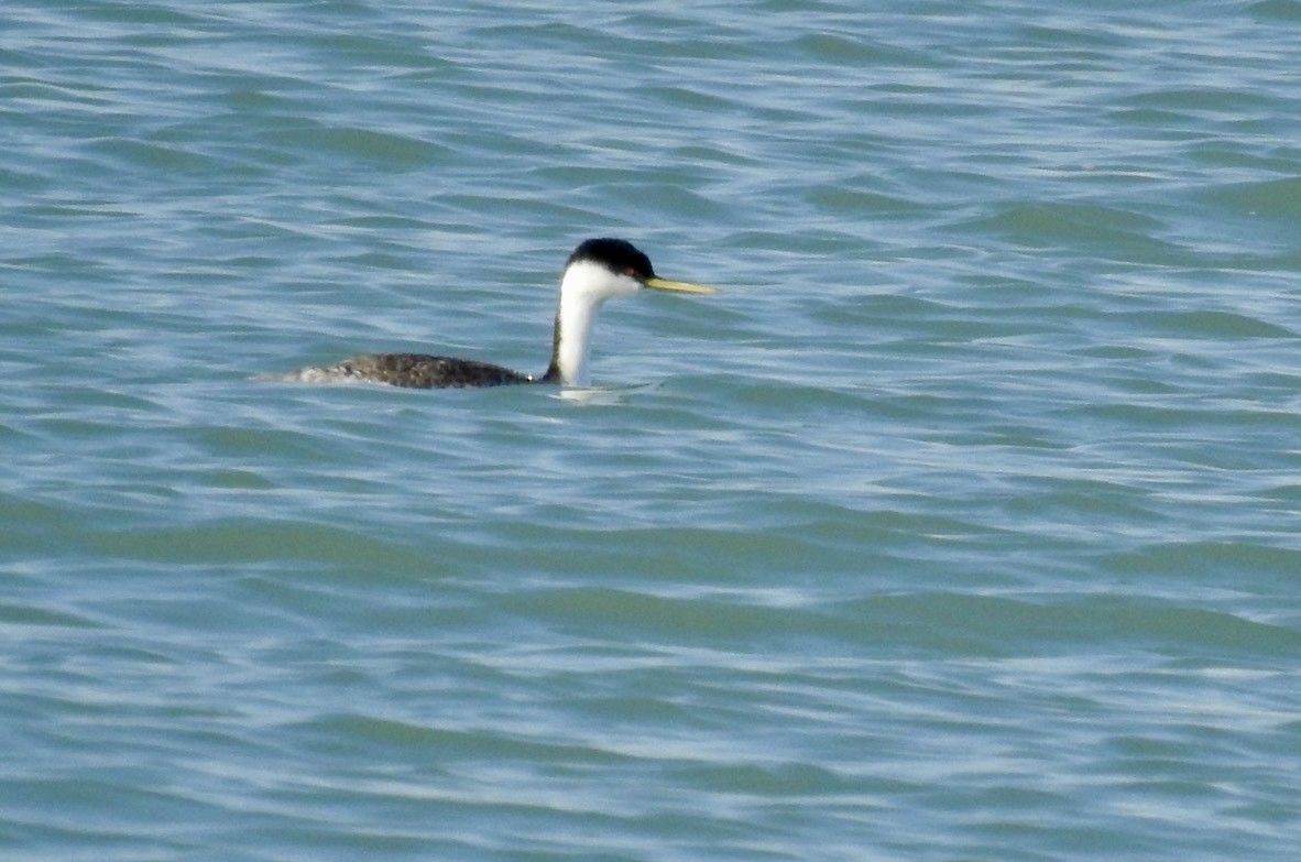 Western Grebe - ML612460954