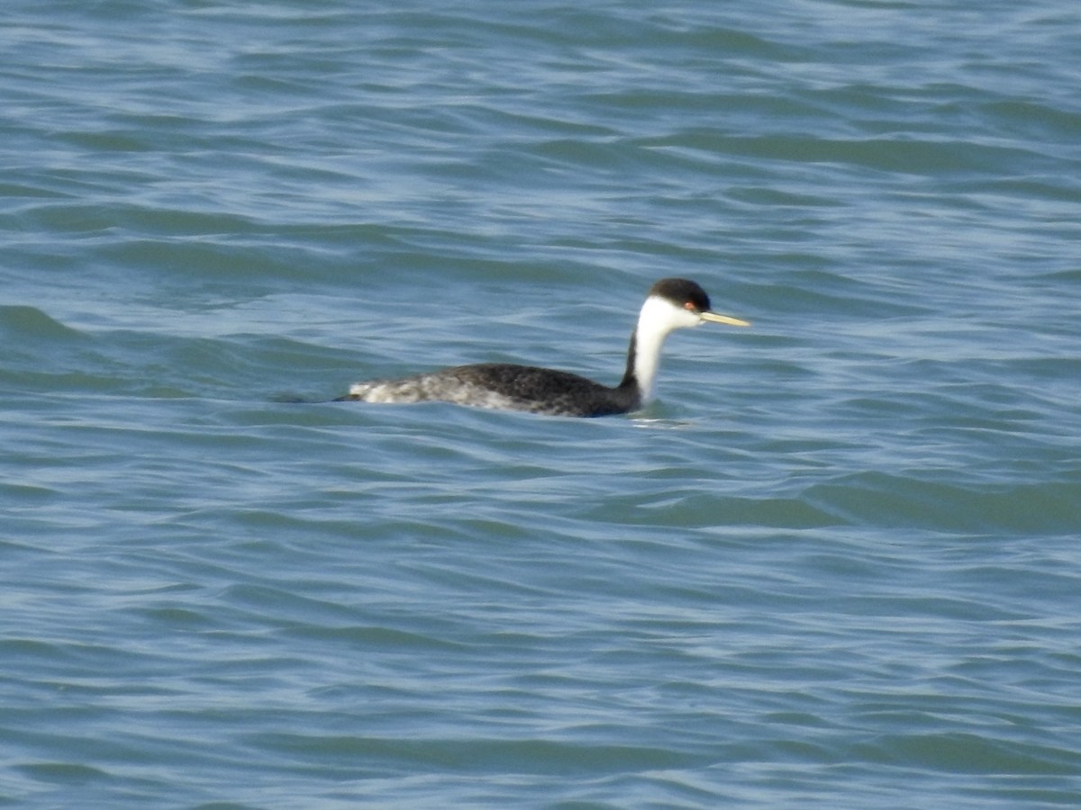 Western Grebe - ML612460955