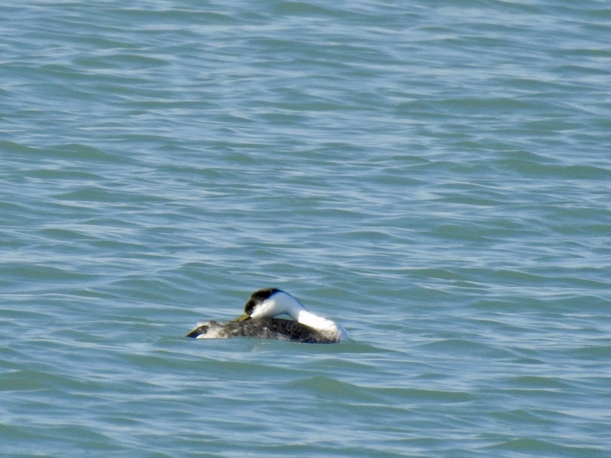 Western Grebe - ML612460956