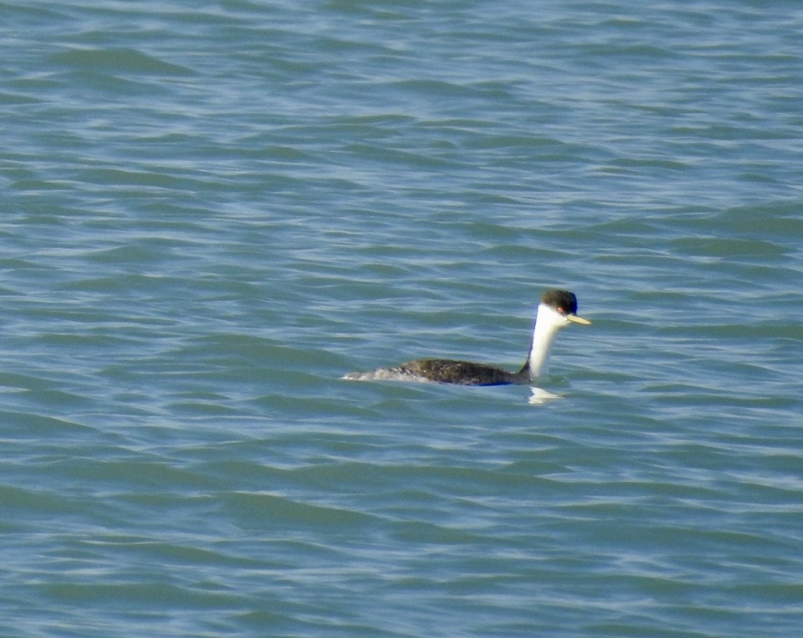 Western Grebe - ML612460957