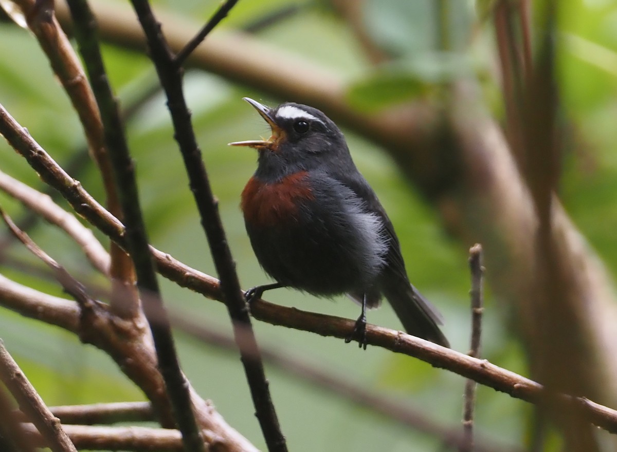 Maroon-belted Chat-Tyrant - ML612460959