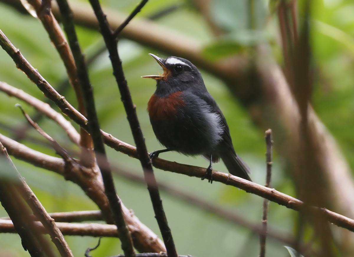 Pitajo Negro (thoracica/angustifasciata) - ML612460965