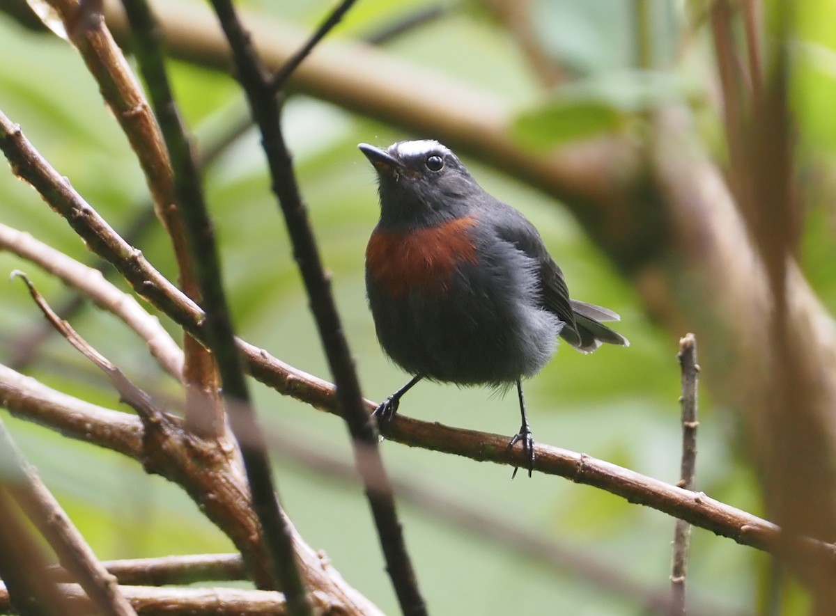 Maroon-belted Chat-Tyrant - ML612460974