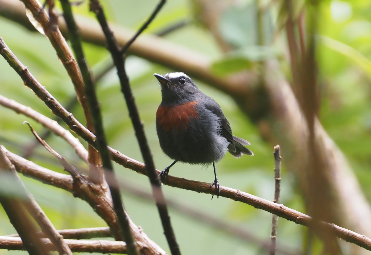 Maroon-belted Chat-Tyrant - ML612460988