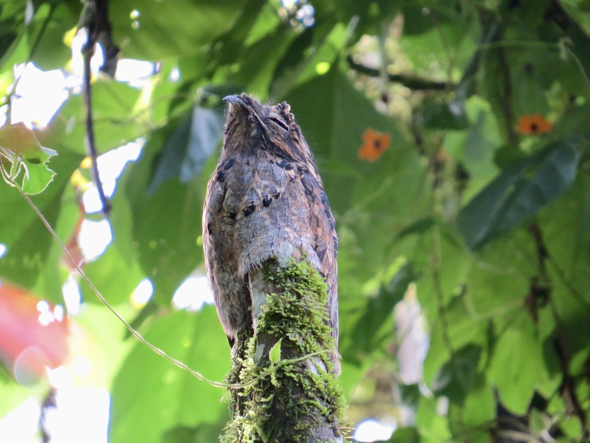 Common Potoo - ML612461011