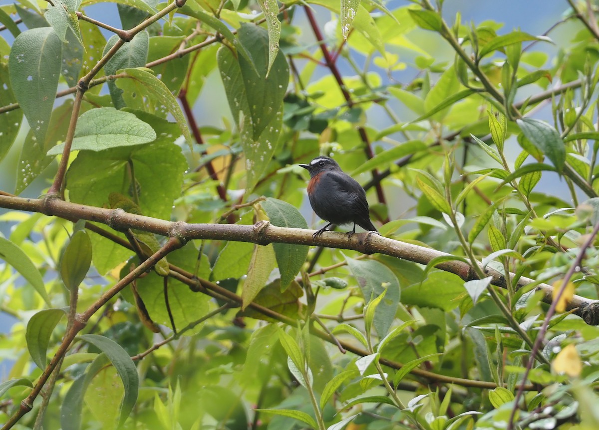 Maroon-belted Chat-Tyrant - ML612461012