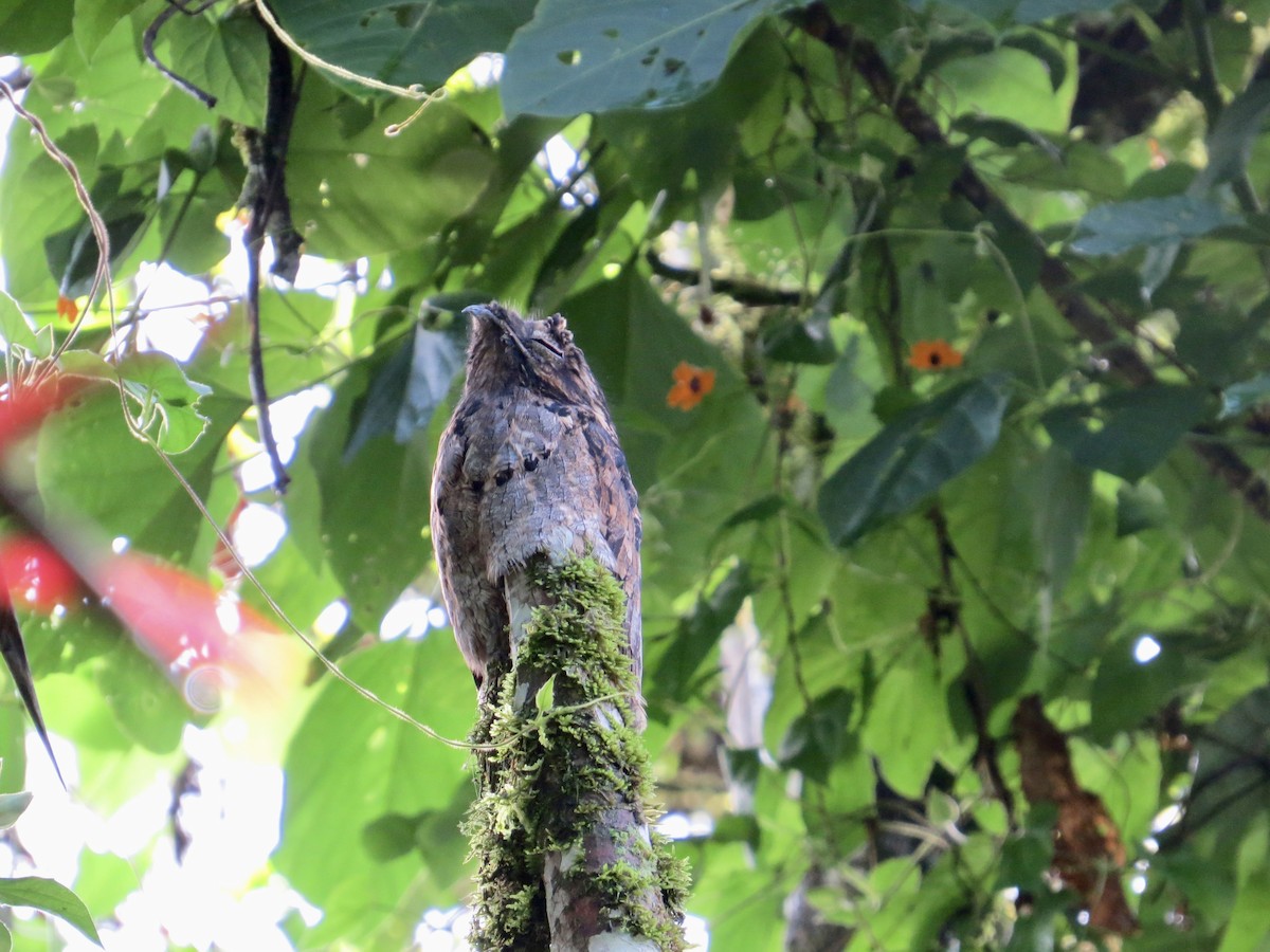 Common Potoo - ML612461024