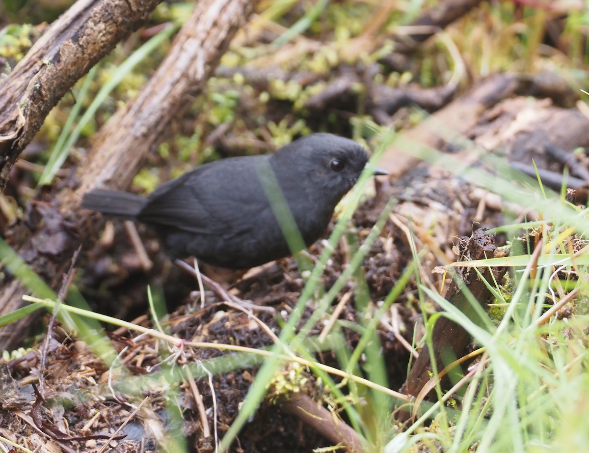 Junin Tapaculo - Stephan Lorenz