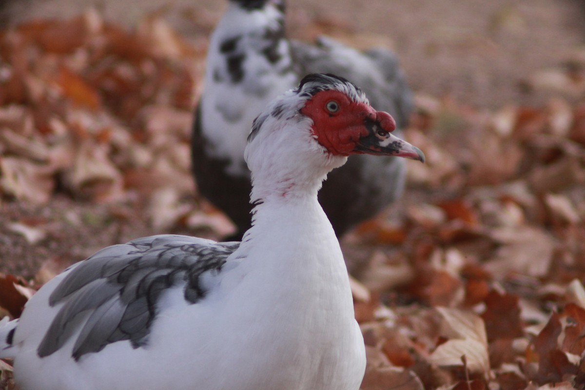 Muscovy Duck (Domestic type) - ML612461058