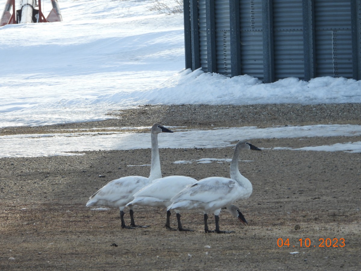 Trumpeter Swan - ML612461067