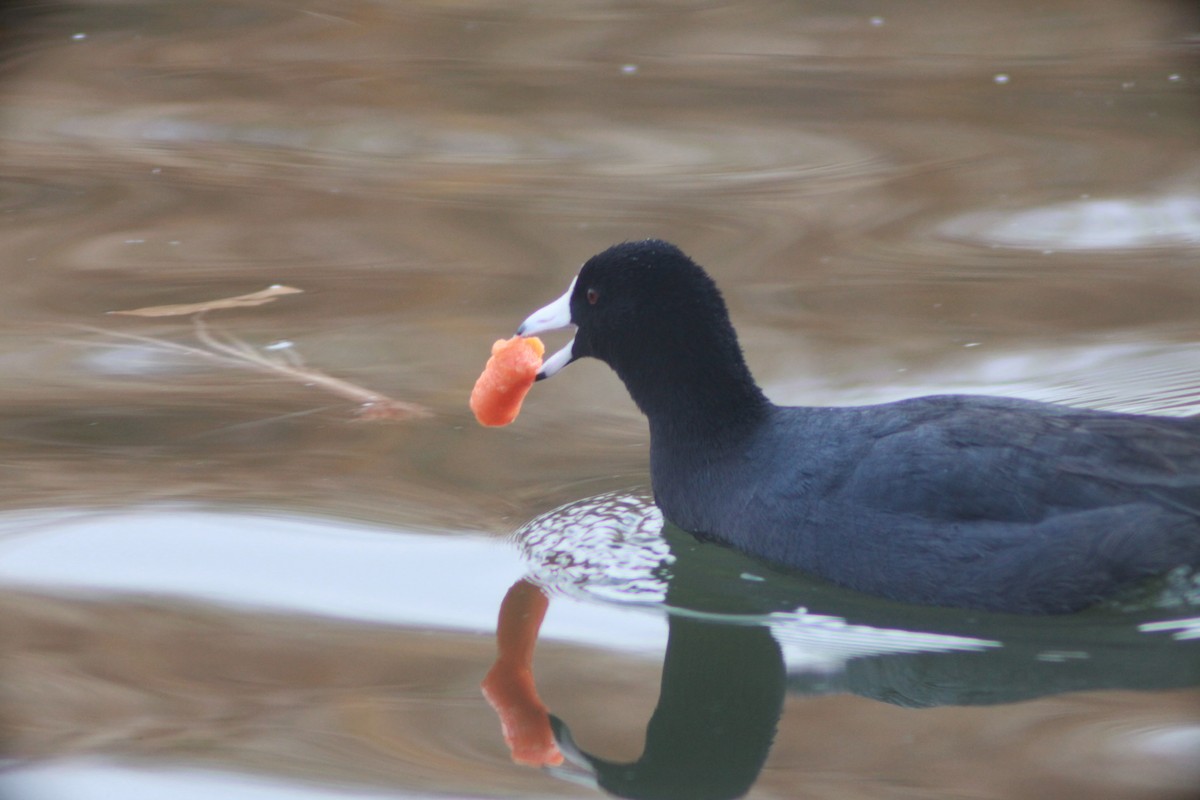 American Coot - ML612461071