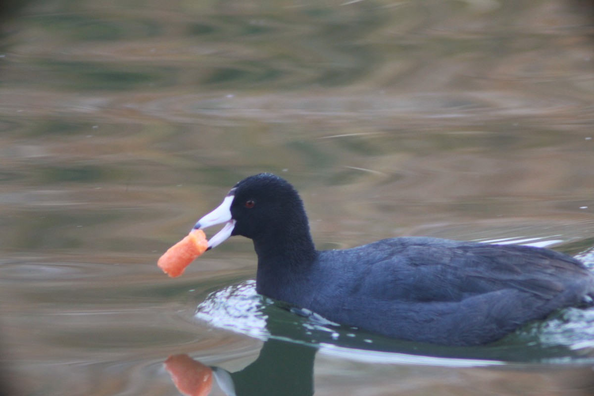 American Coot - ML612461072