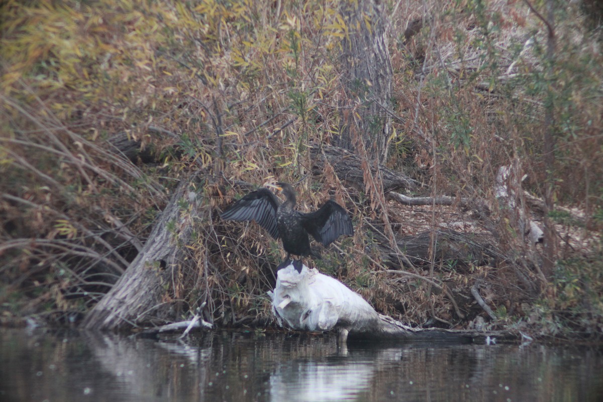 Double-crested Cormorant - ML612461113