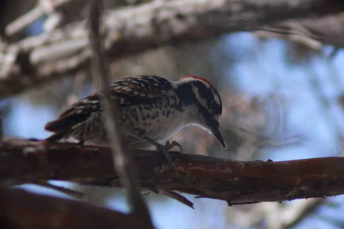 Nuttall's Woodpecker - ML612461133