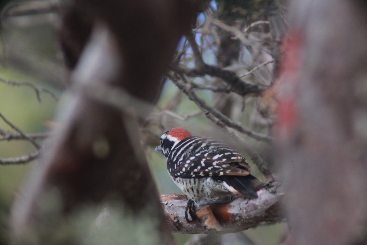 Nuttall's Woodpecker - ML612461134