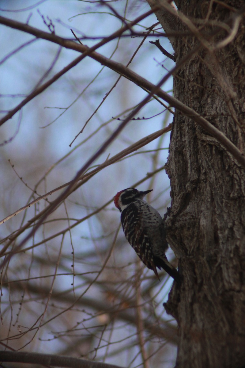 Nuttall's Woodpecker - ML612461135