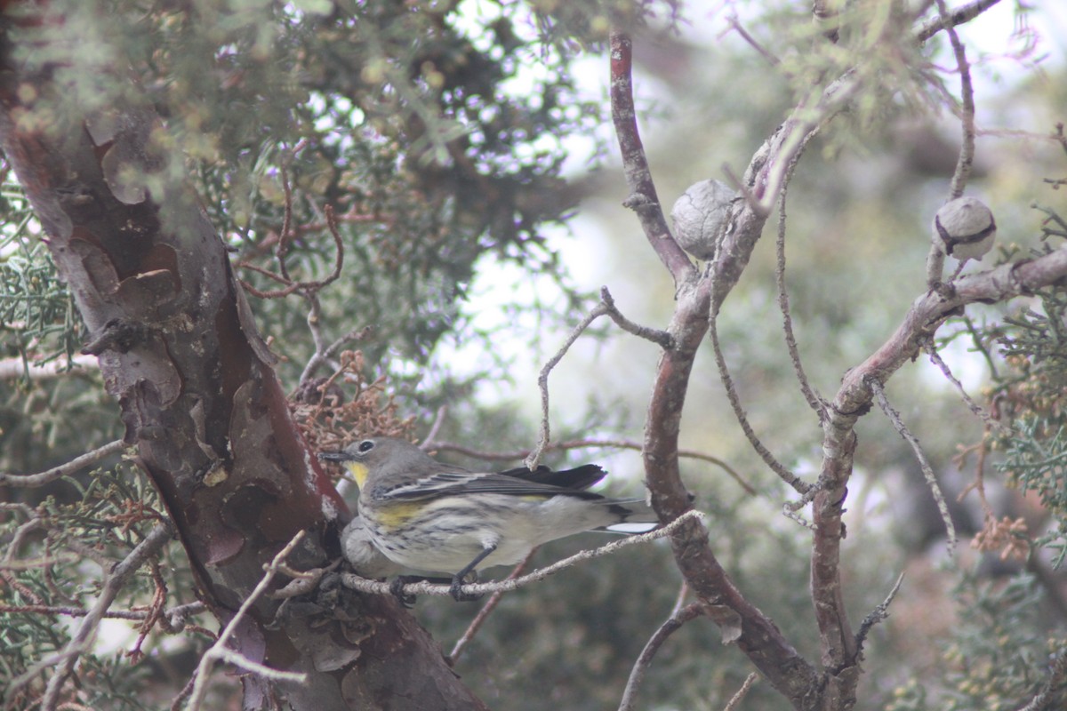 Yellow-rumped Warbler - ML612461161