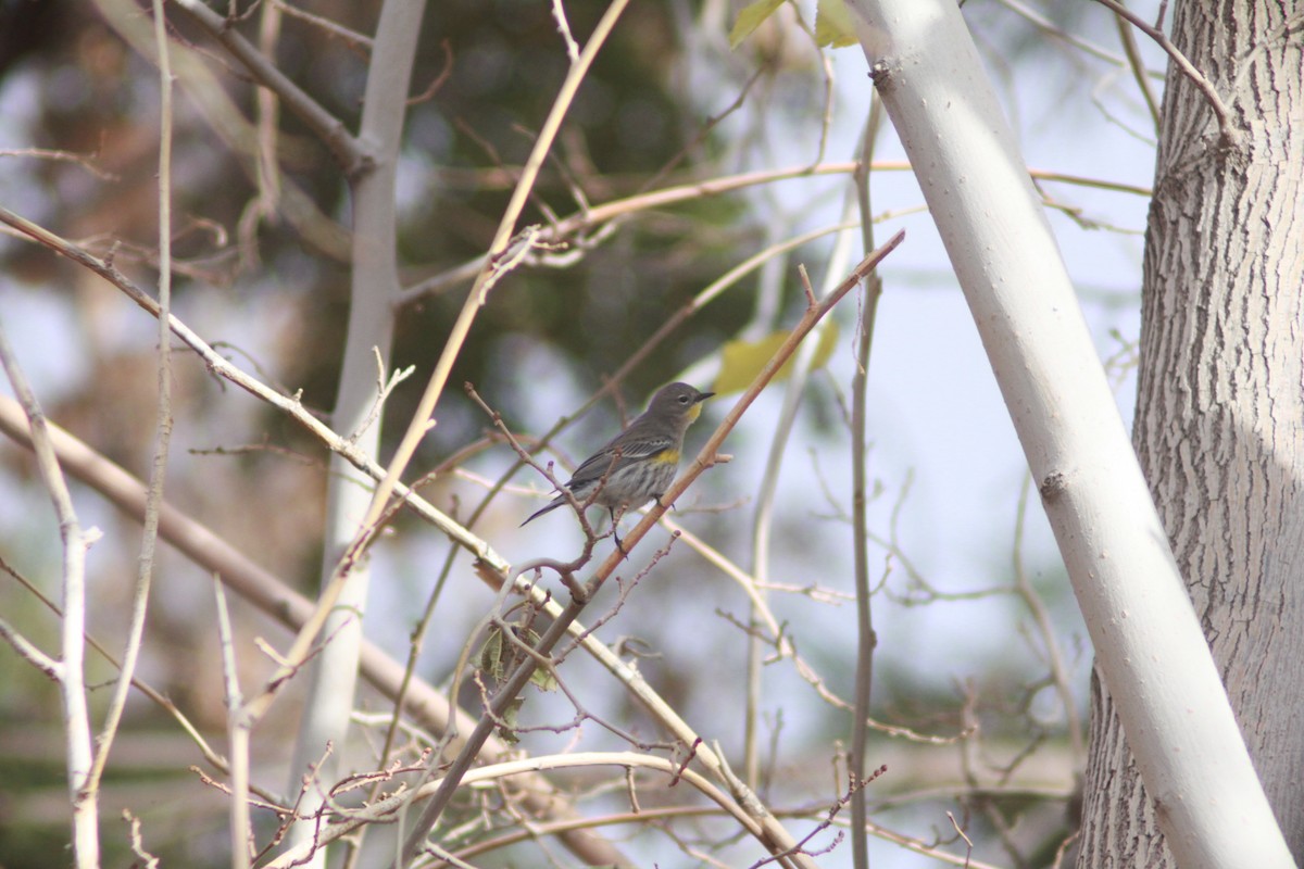 Yellow-rumped Warbler - ML612461162