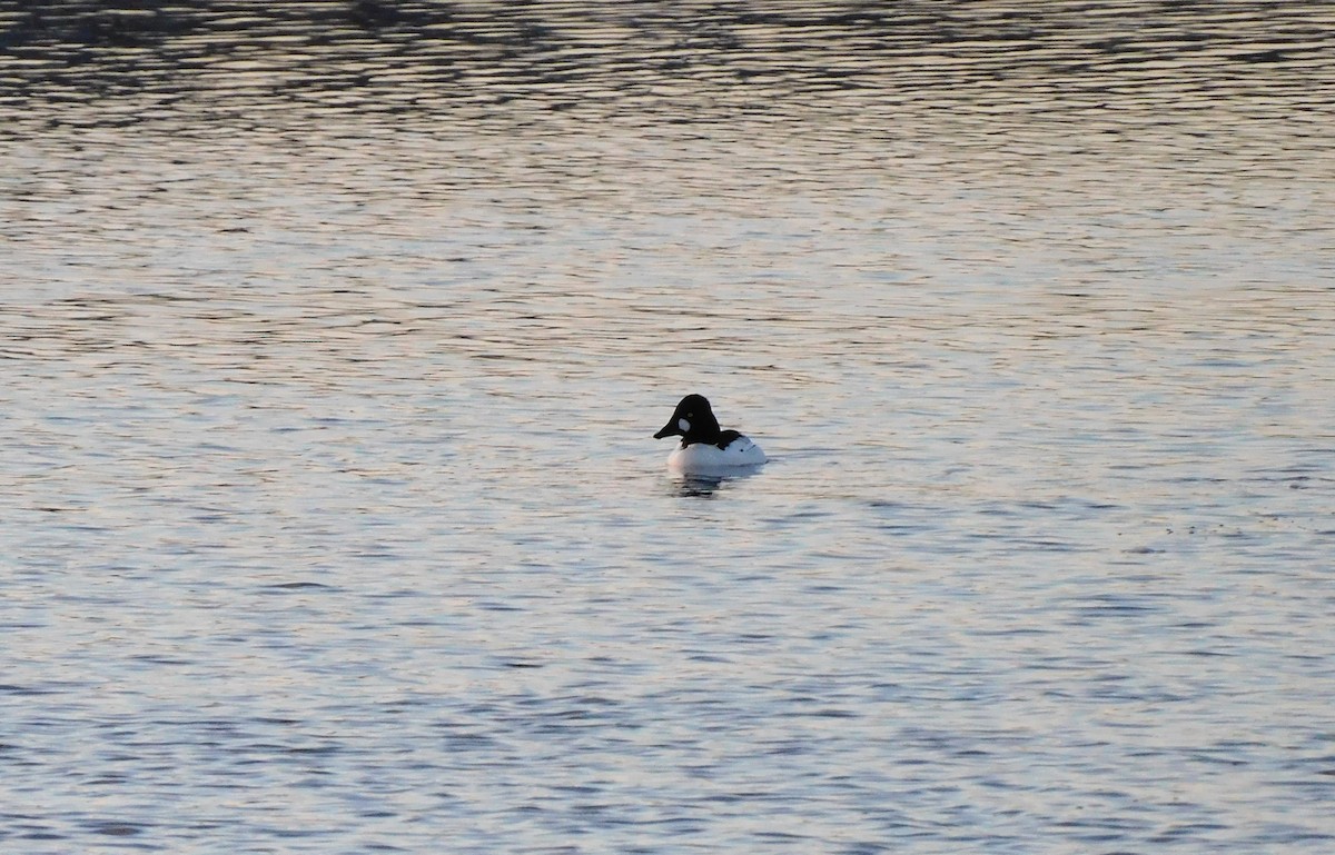 Common Goldeneye - Denis Robert