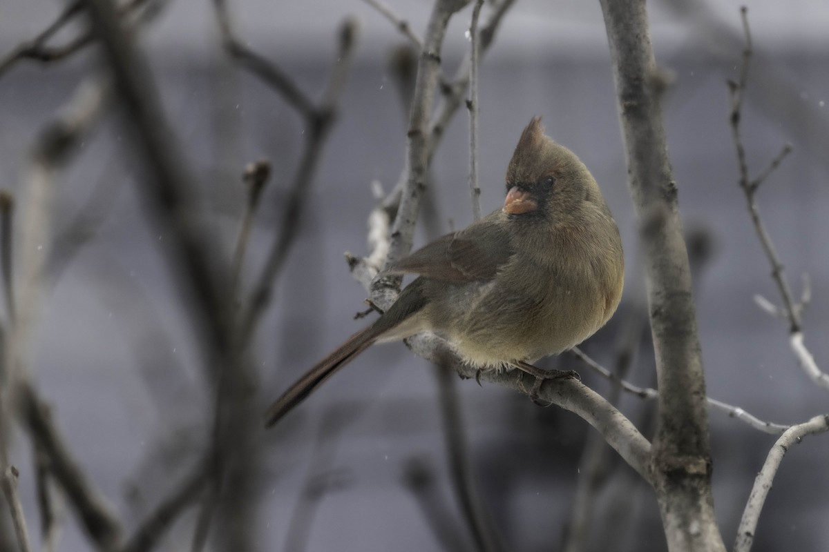 ショウジョウコウカンチョウ - ML612461265