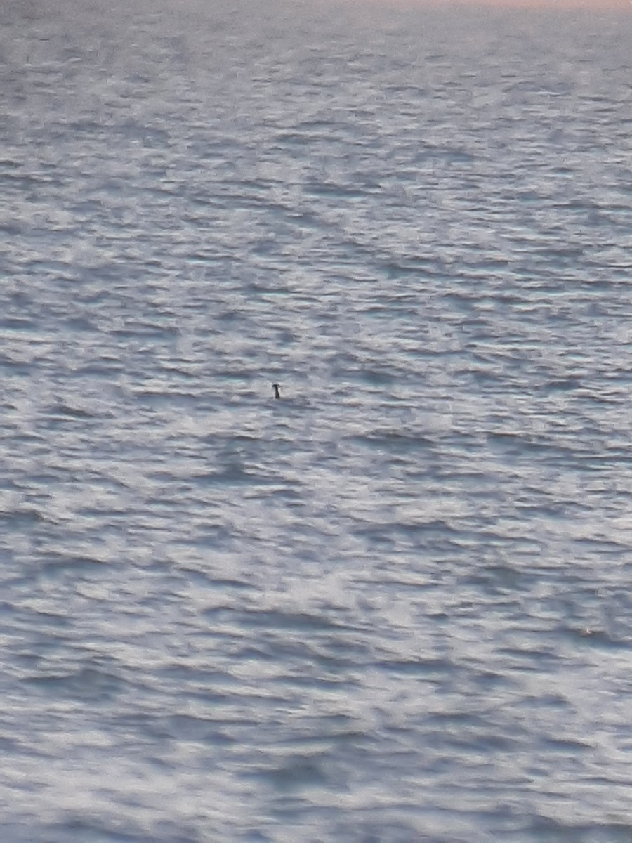 Western Grebe - ML612461303