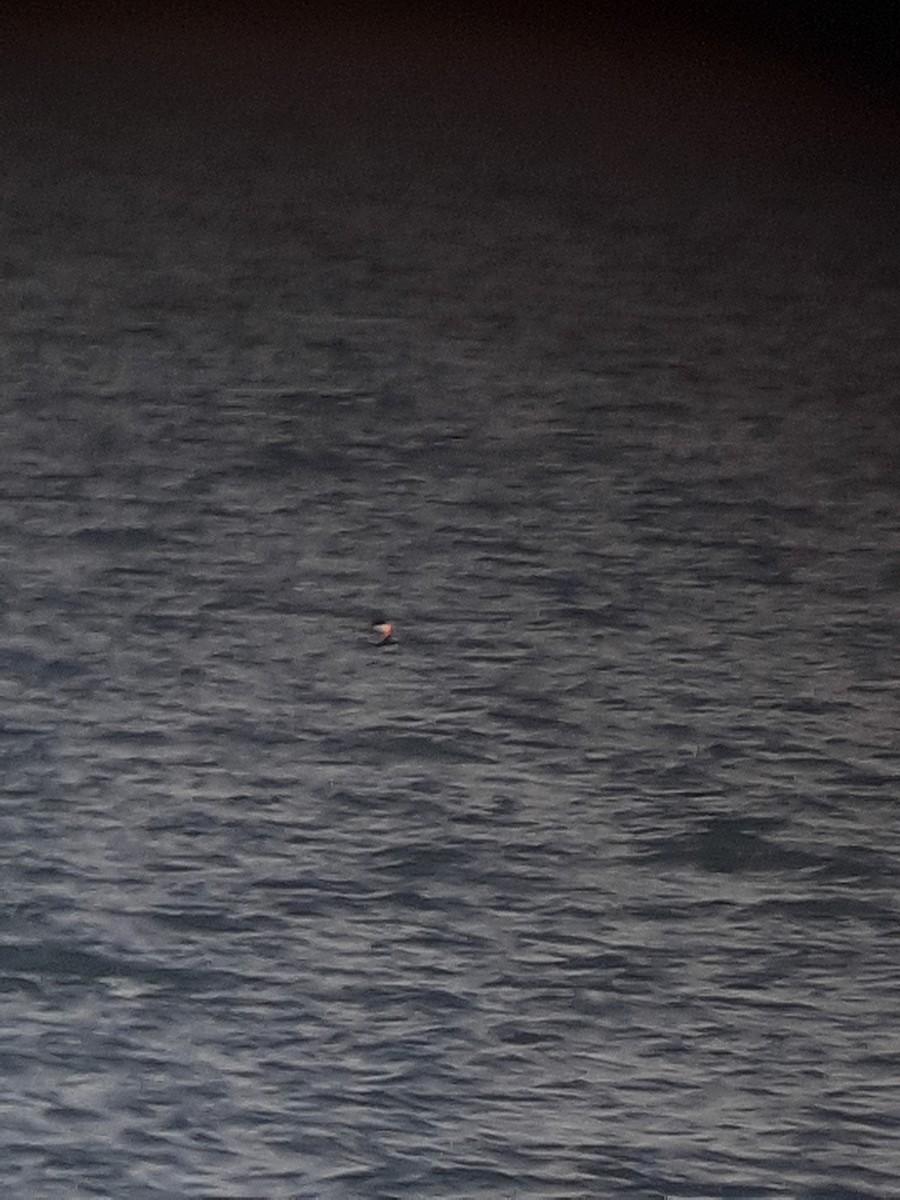 Western Grebe - ML612461304
