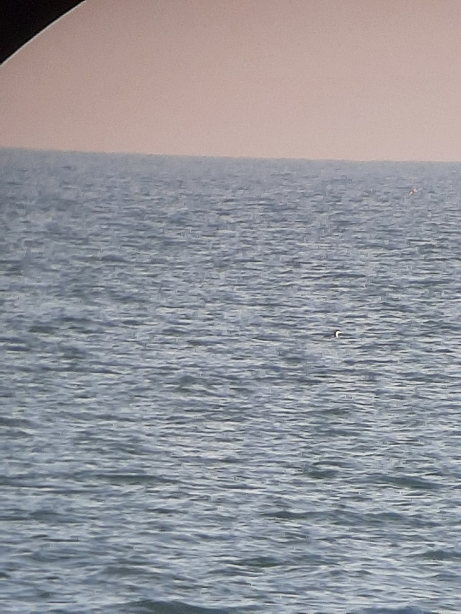Western Grebe - ML612461307
