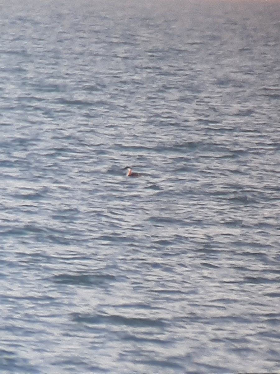 Western Grebe - ML612461308