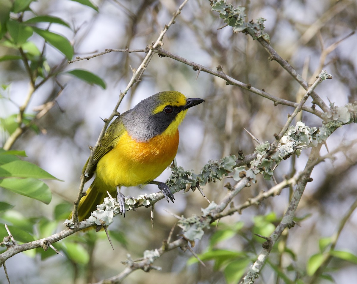 Sulphur-breasted Bushshrike - ML612461325