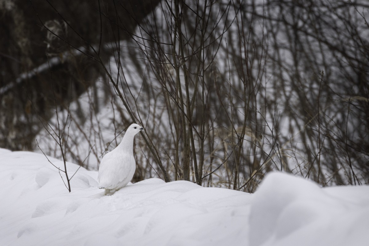 カラフトライチョウ - ML612461328