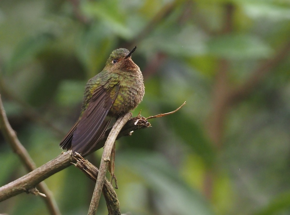 Fire-throated Metaltail - Stephan Lorenz