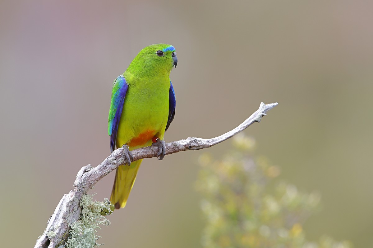 Orange-bellied Parrot - Marc Gardner