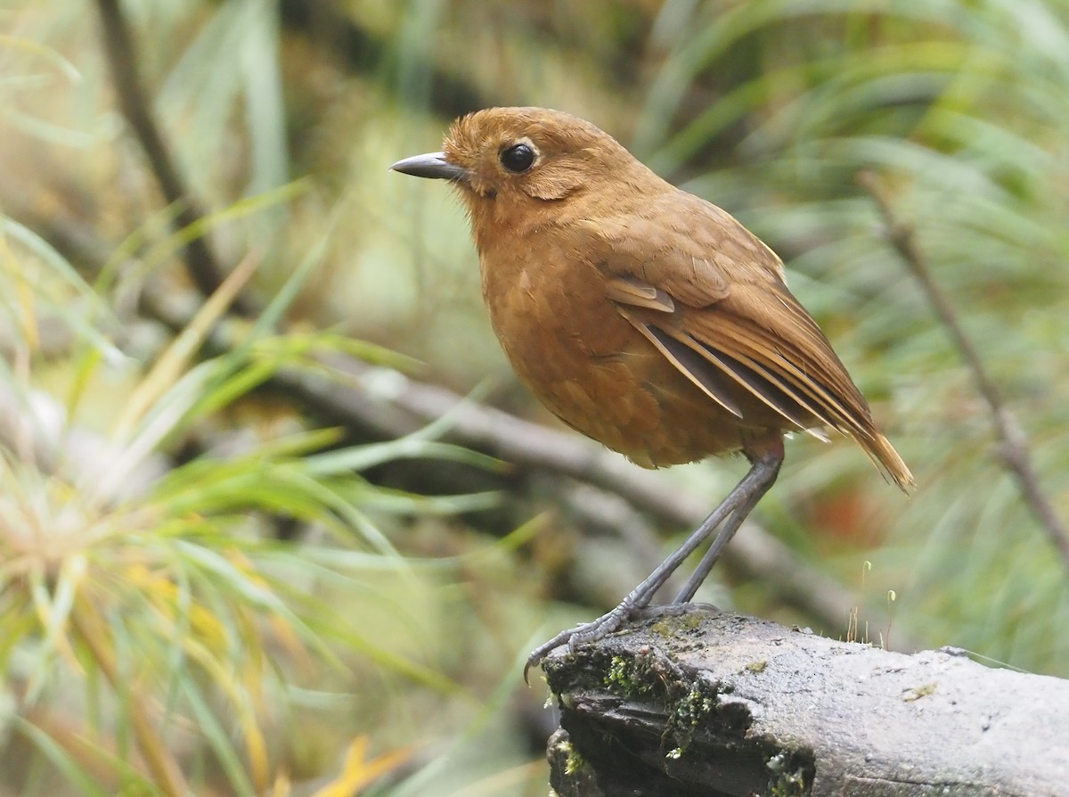 Junin Antpitta - Stephan Lorenz