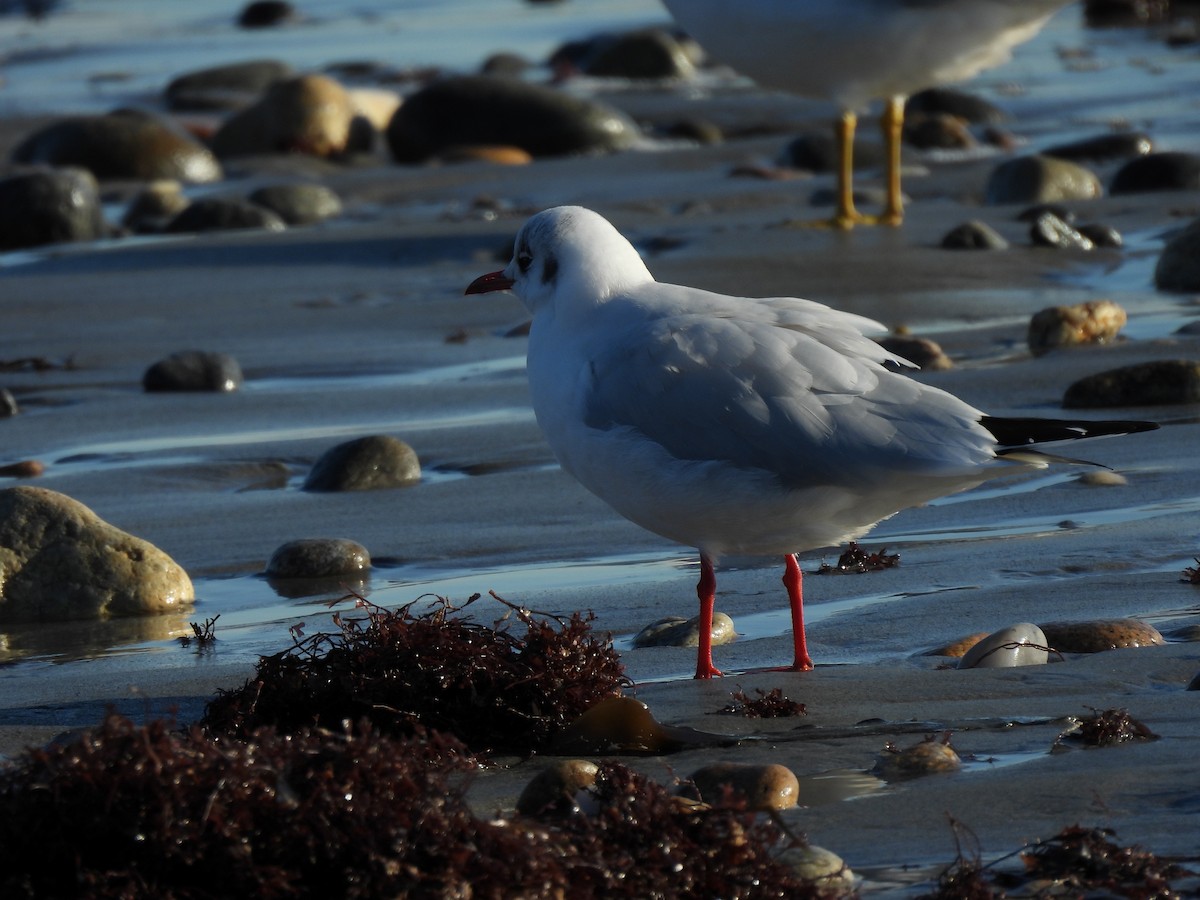Black-headed Gull - ML612461435